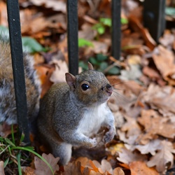 London/Hyde Park/DSC_6818.JPG